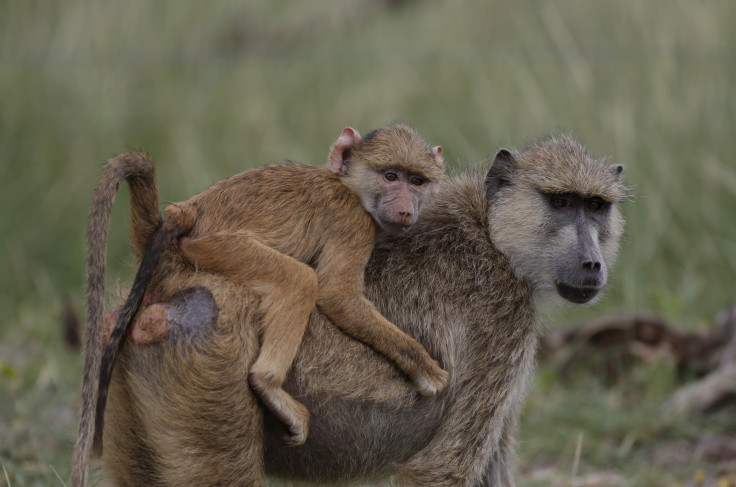 OliveBaboon