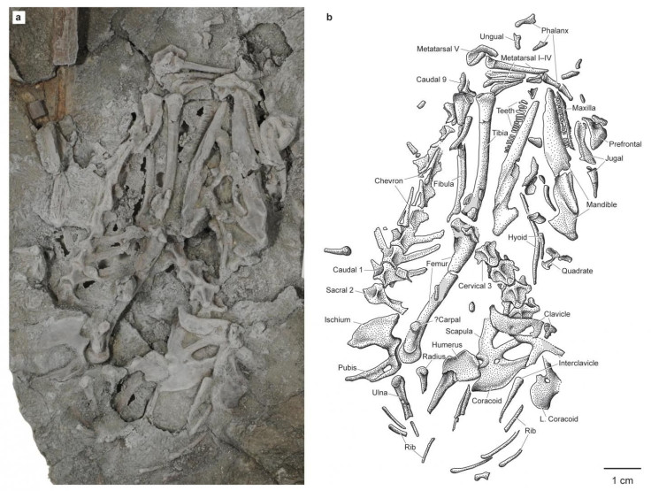 MagnuviatorOvimonsensisFossil