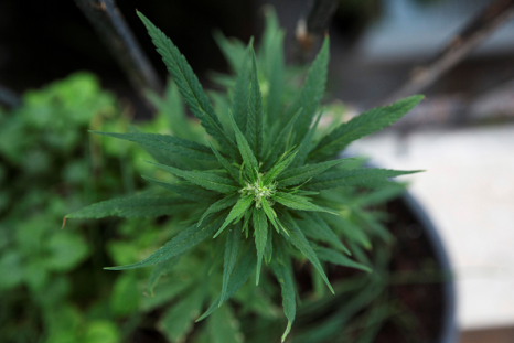 Tennessee lawmaker files new bill repealing marijuana decriminalization in Memphis and Nashville.