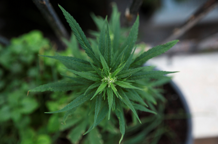 Tennessee lawmaker files new bill repealing marijuana decriminalization in Memphis and Nashville.