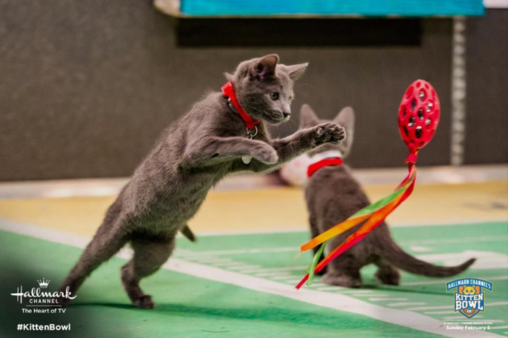 Kitten Bowl