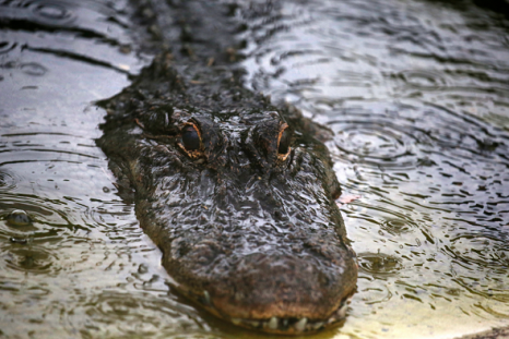 A Florida man credits his golf club for saving his life during an alligator attack.