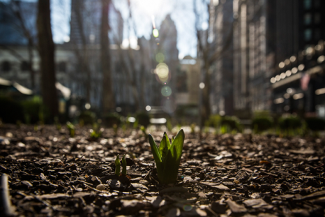 Plants are starting to sprout in Chicago due to the unusually warm weather.