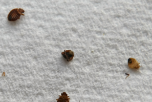 A Pennsylvania woman is charged with involuntary manslaughter and neglect of care after a 96-year-old woman dies in her care from bed bug bites.