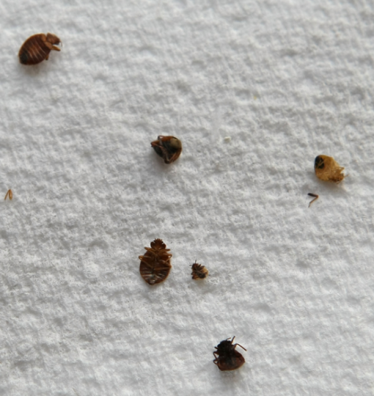 A Pennsylvania woman is charged with involuntary manslaughter and neglect of care after a 96-year-old woman dies in her care from bed bug bites.