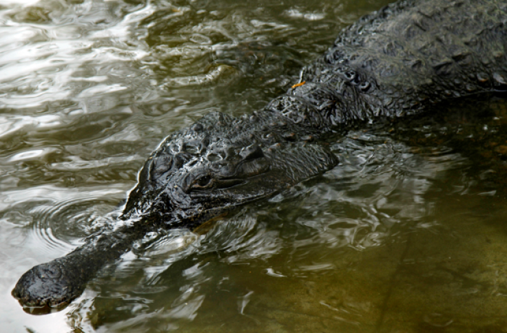 A crocodile is killed at a zoo in Tunisia after visitors stone him to death. 