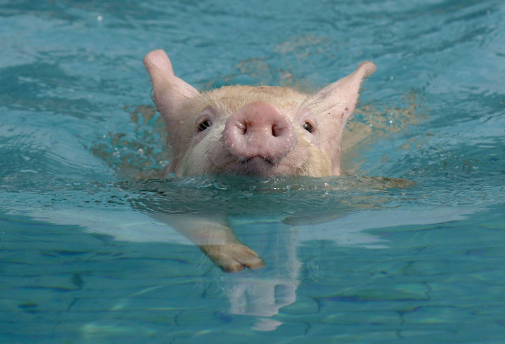 Swimming Pig