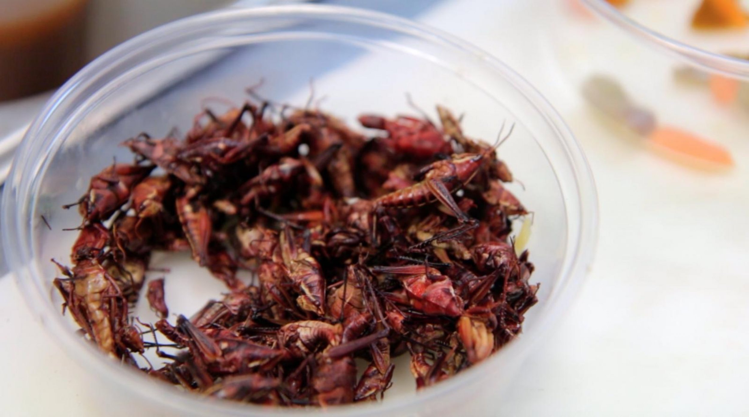 I Ate Insects For A Week