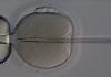 fertilizing-egg