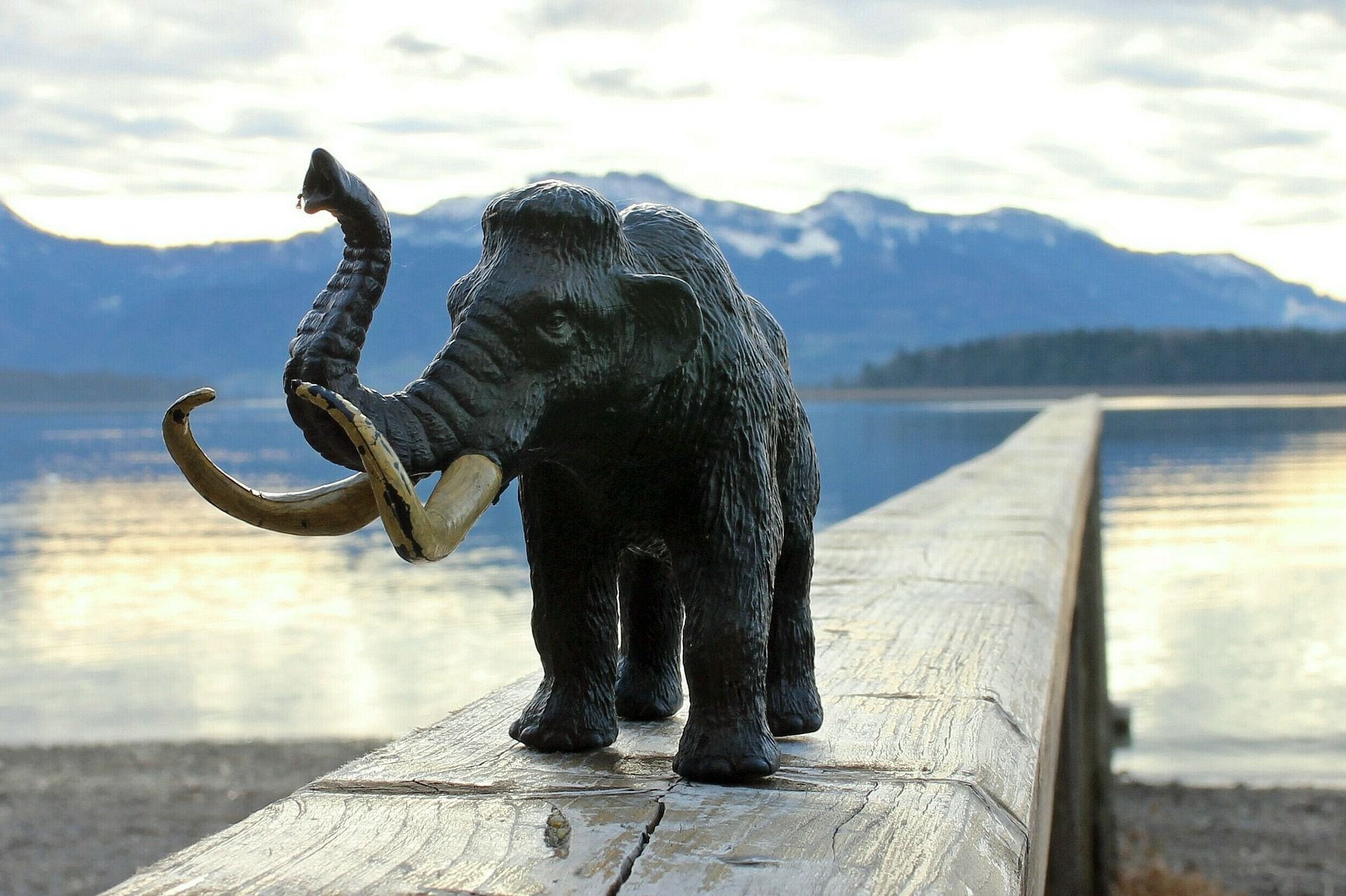 How Evolution Killed Mammoths: 4 Cool Facts About Woolly Mammoth ...