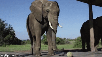 elephant-soccer