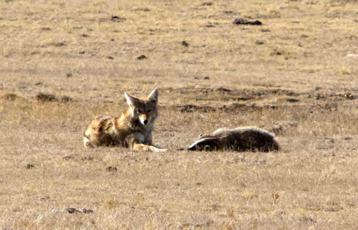 3-coyote-and-badger