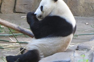 panda-pic