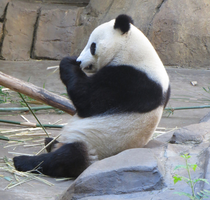 panda-pic