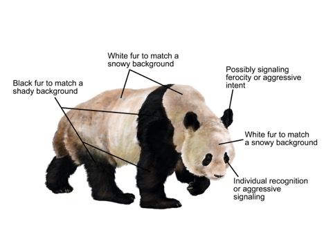 Why Giant Pandas Evolved To Be Black And White, According To Science ...