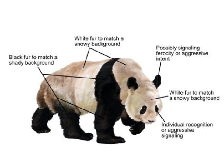 panda-explainer