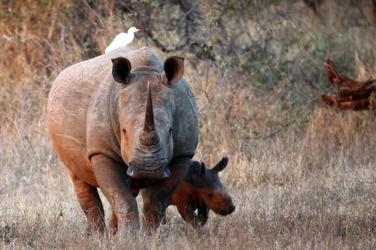 white rhino