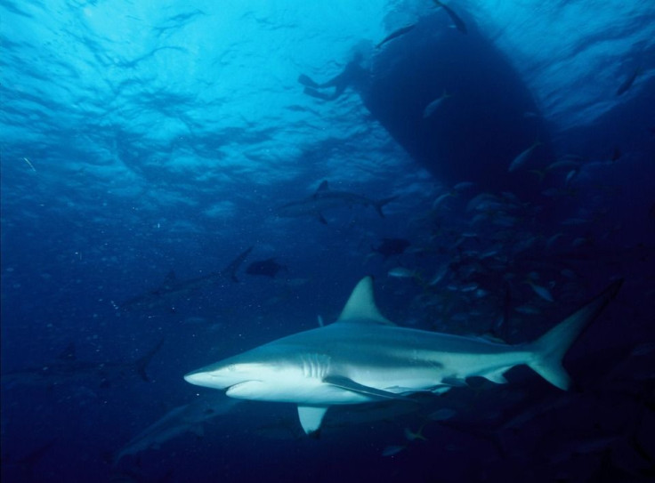 blacktip-shark