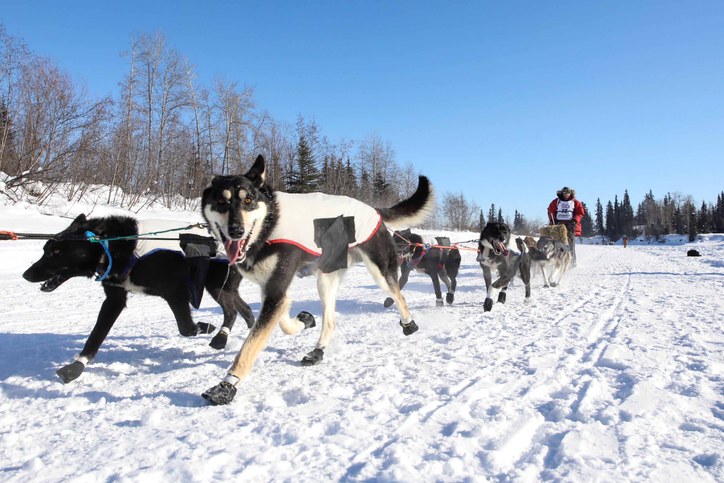 Is The Iditarod Humane? Alaska Sled Dog Race Slammed For Animal Cruelty ...