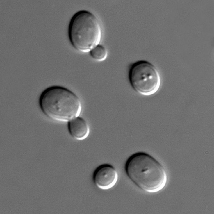 Yeast cells