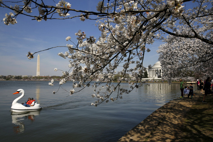 cherry blossom