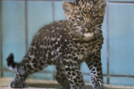amur leopard 