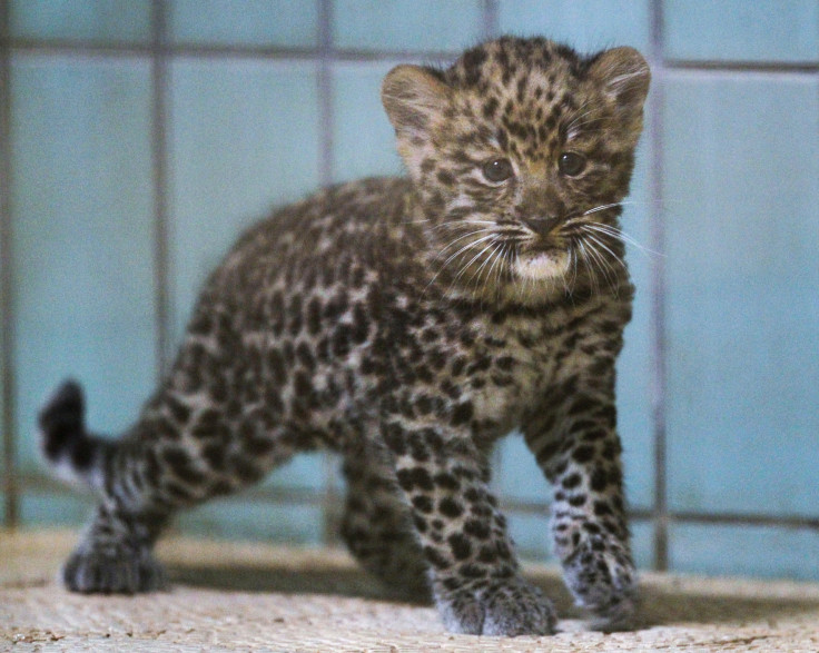 amur leopard 