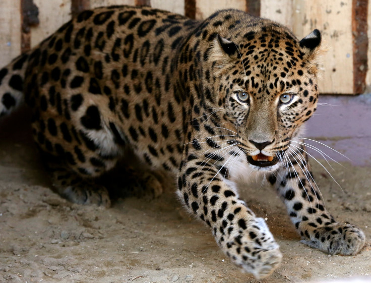 Amur leopard 