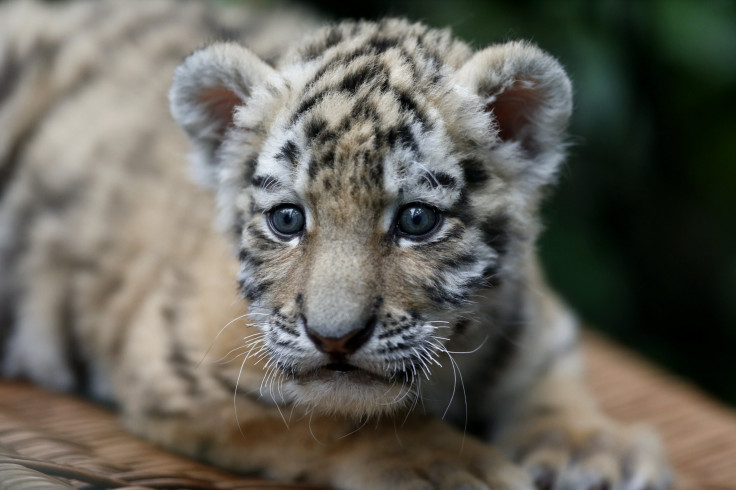 amur tiger 