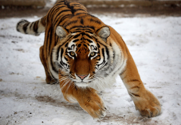 amur tiger 