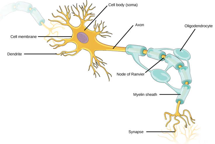 Neuron