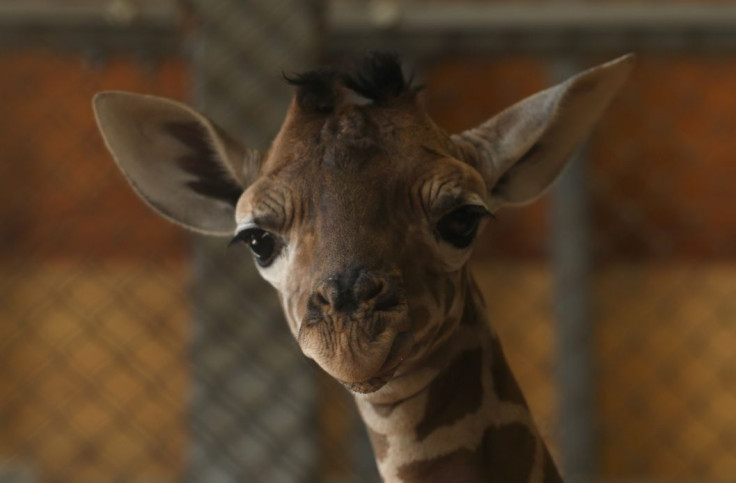 baby giraffe