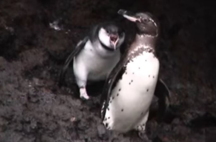 penguin-tantrum