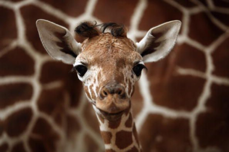 Giraffe 