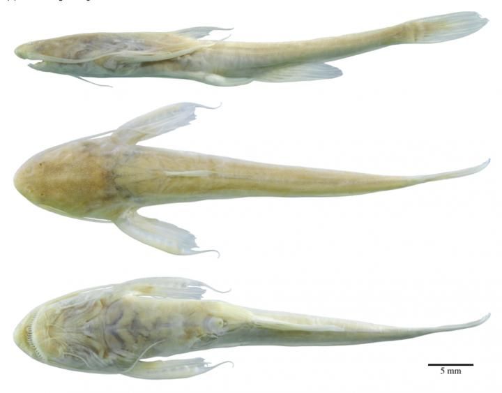 Blind Catfish From Amazon Is Newly A Discovered Species | IBTimes