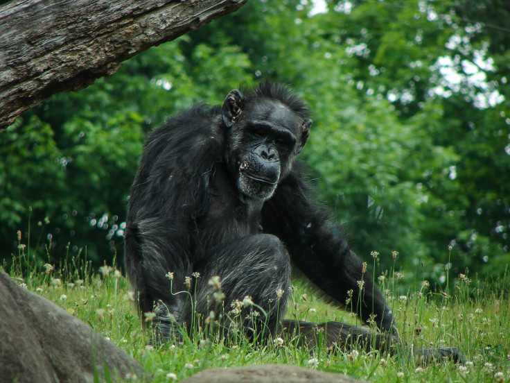 chimpanzee-1427433_1920