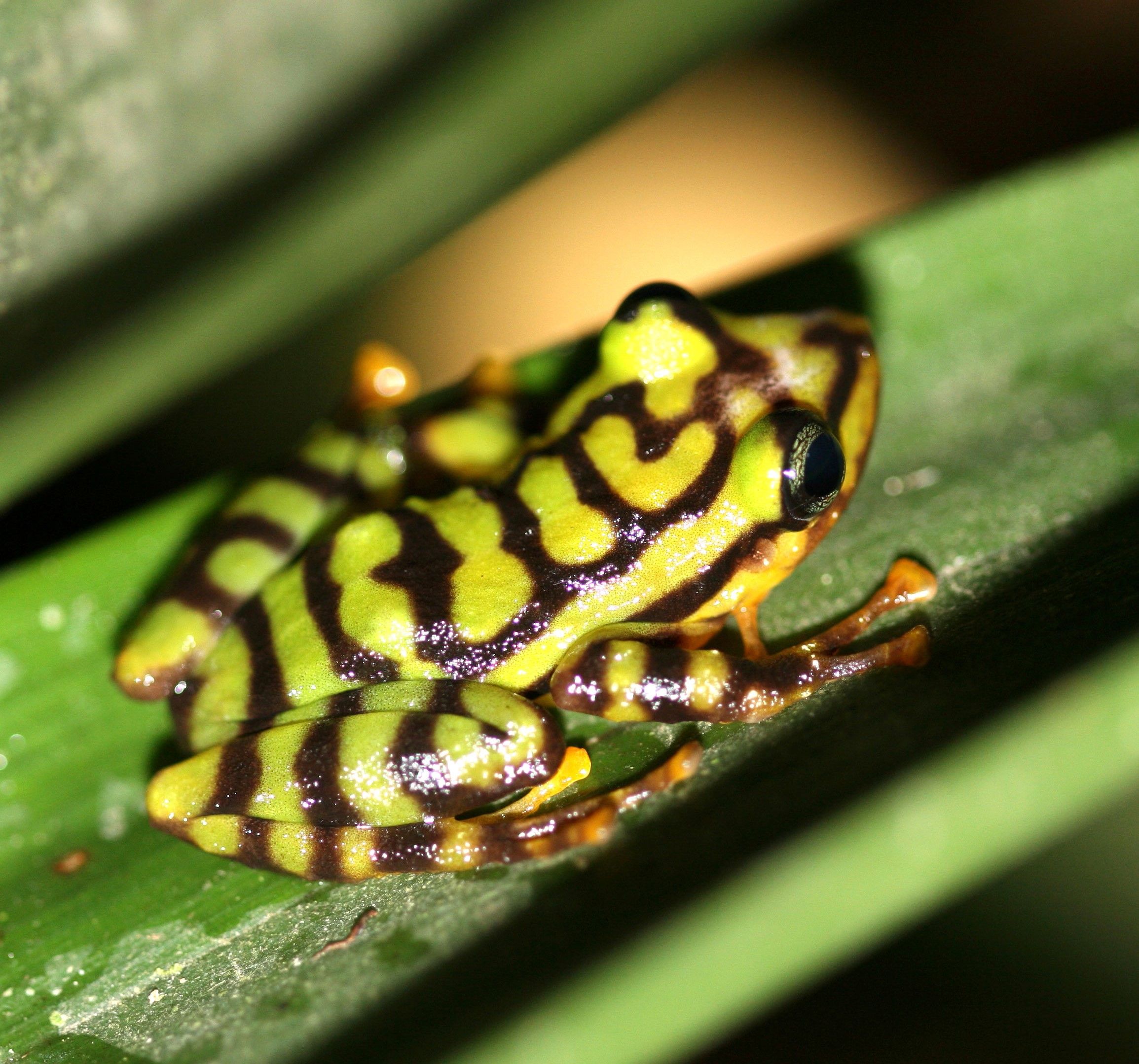 New Frog Species: Check Out This Colorful Frog Scientists Found In