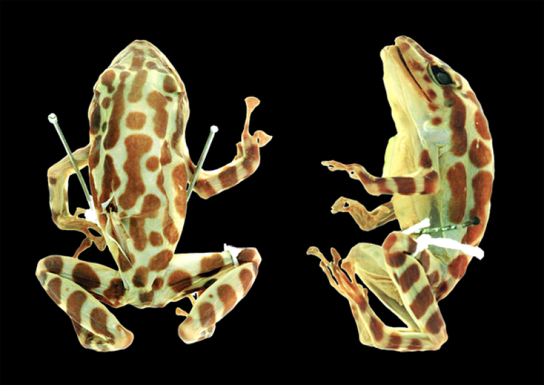 frog-ornatissimus