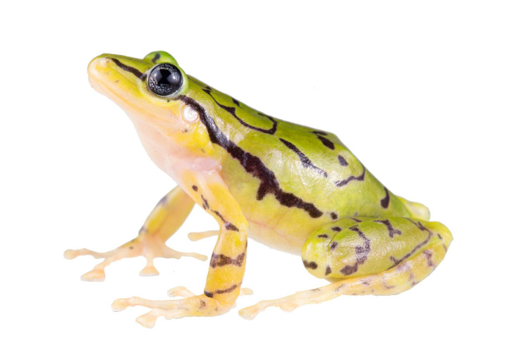 frog1_full