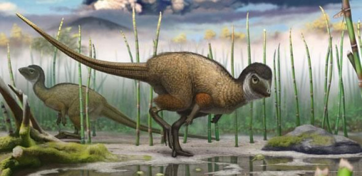 Kulindadromeus