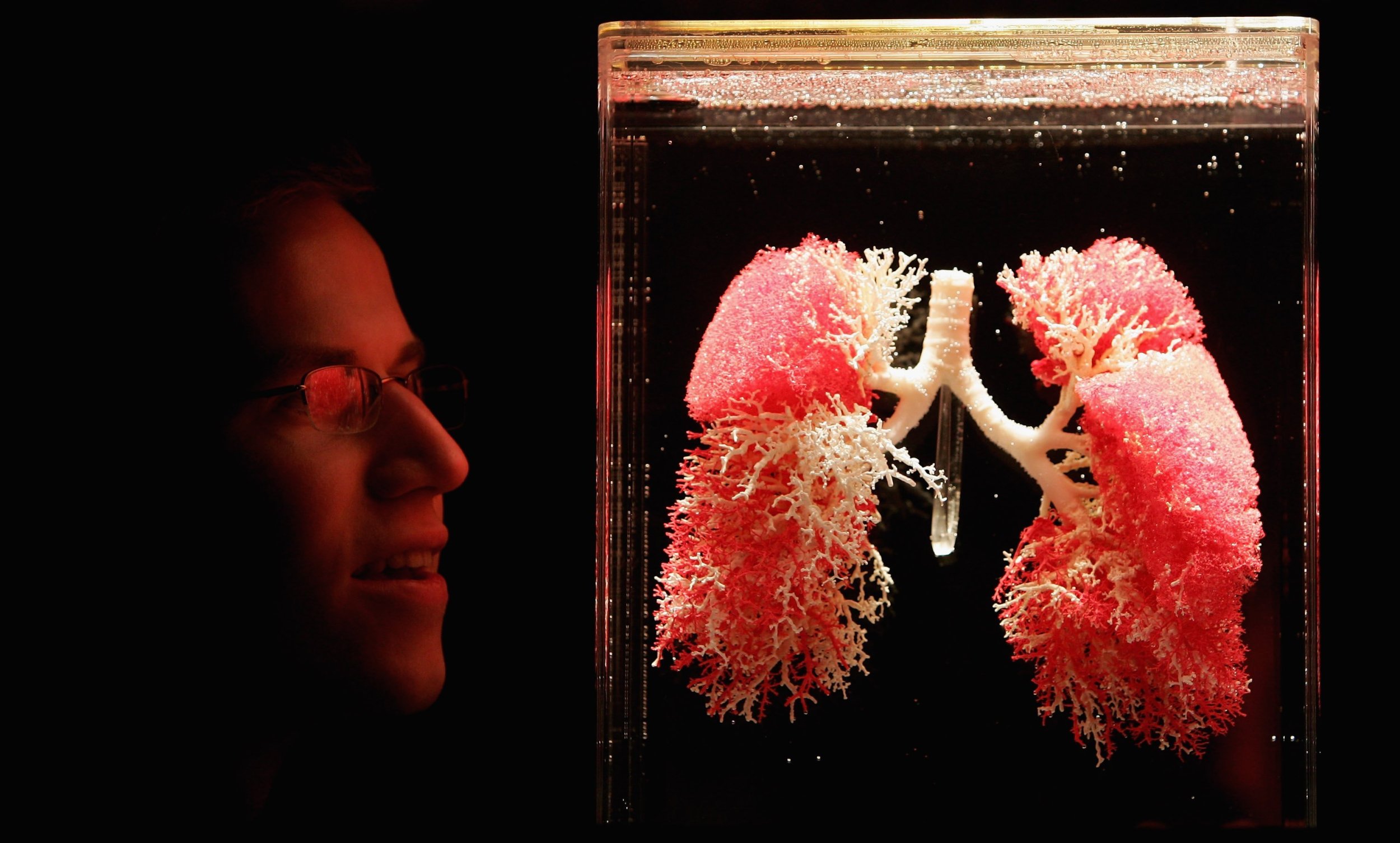 what-do-lungs-do-help-us-breathe-and-maybe-even-produce-blood-ibtimes