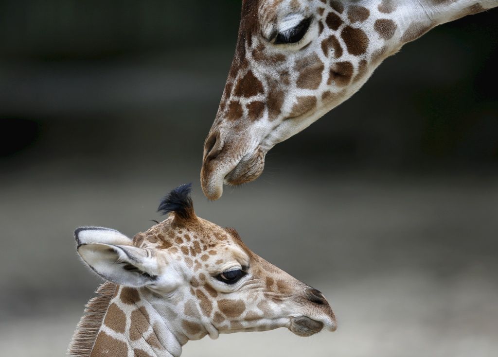 April The Giraffe Giving Birth On Live Cam: ‘No Change In Discharge Or ...