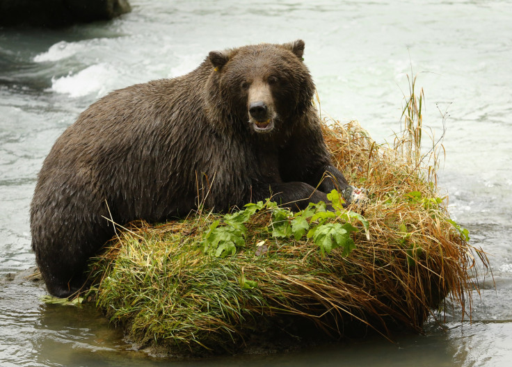 Brown Bear