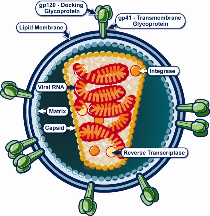 Structure_of_HIV