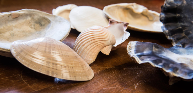 bivalve