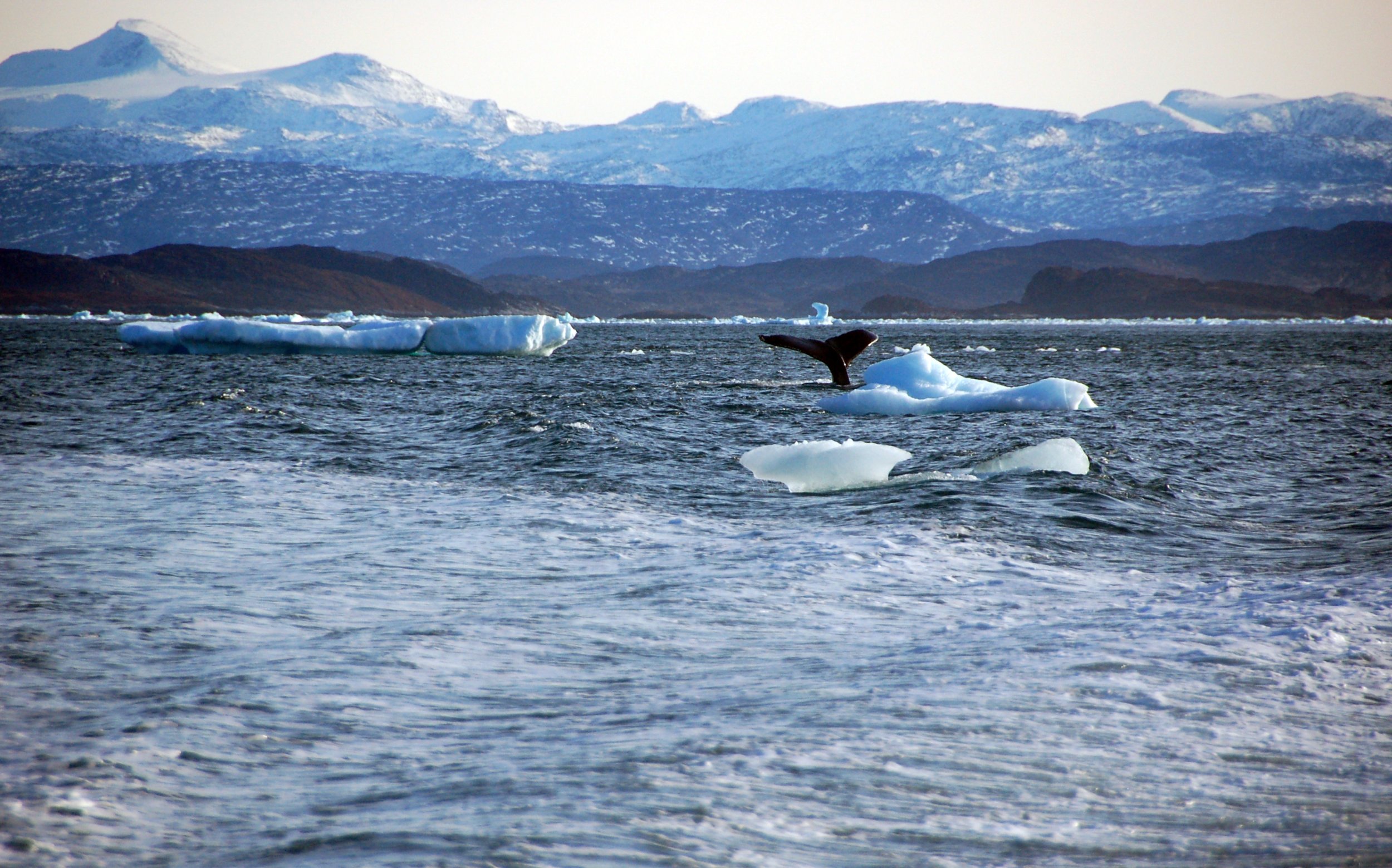 Земля Франца Иосифа Гренландский кит. Гренландский кит Аляска. США В Арктике. Изменение климата. Аляска кит