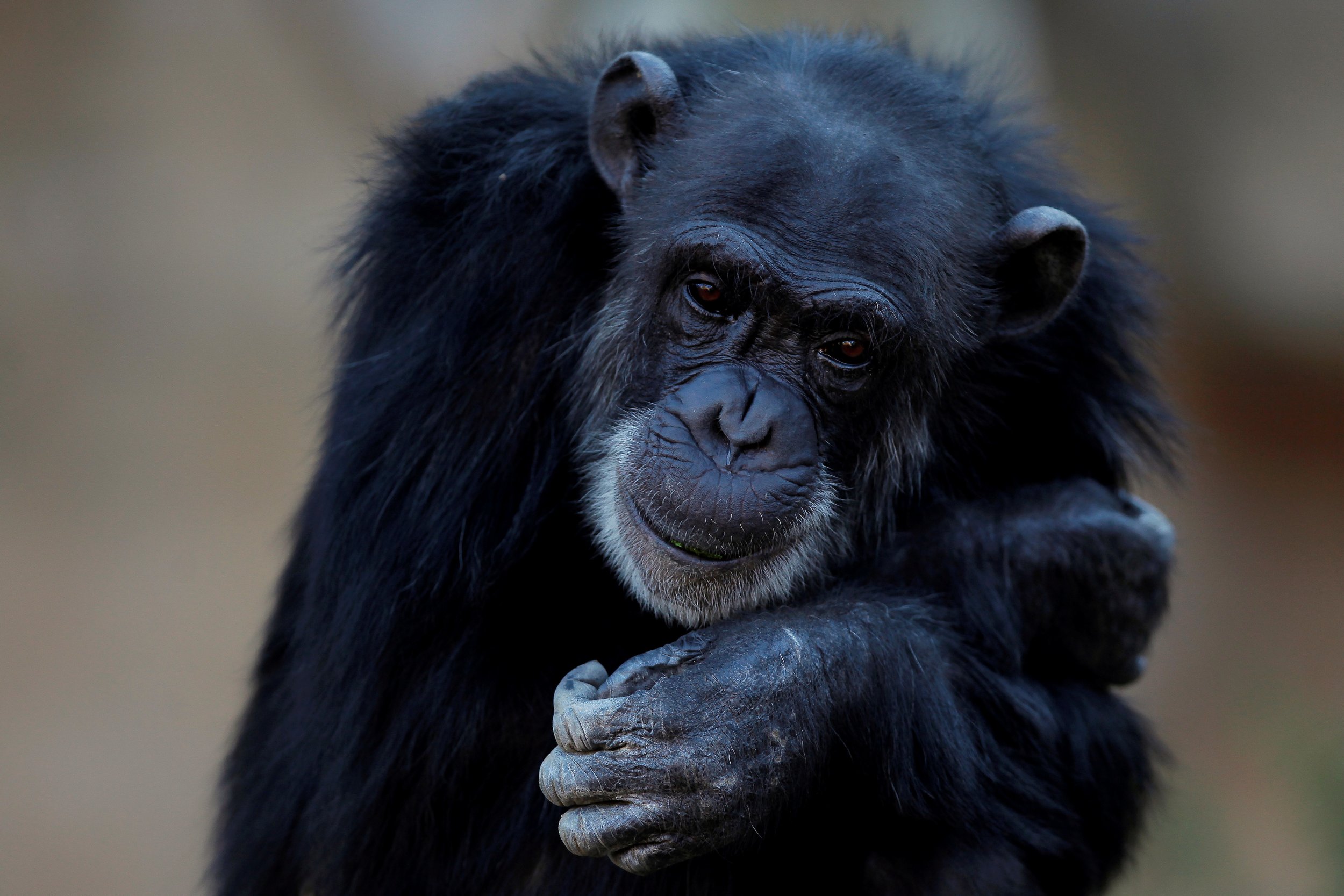 Michael Jackson's pet chimp Bubbles turned 40