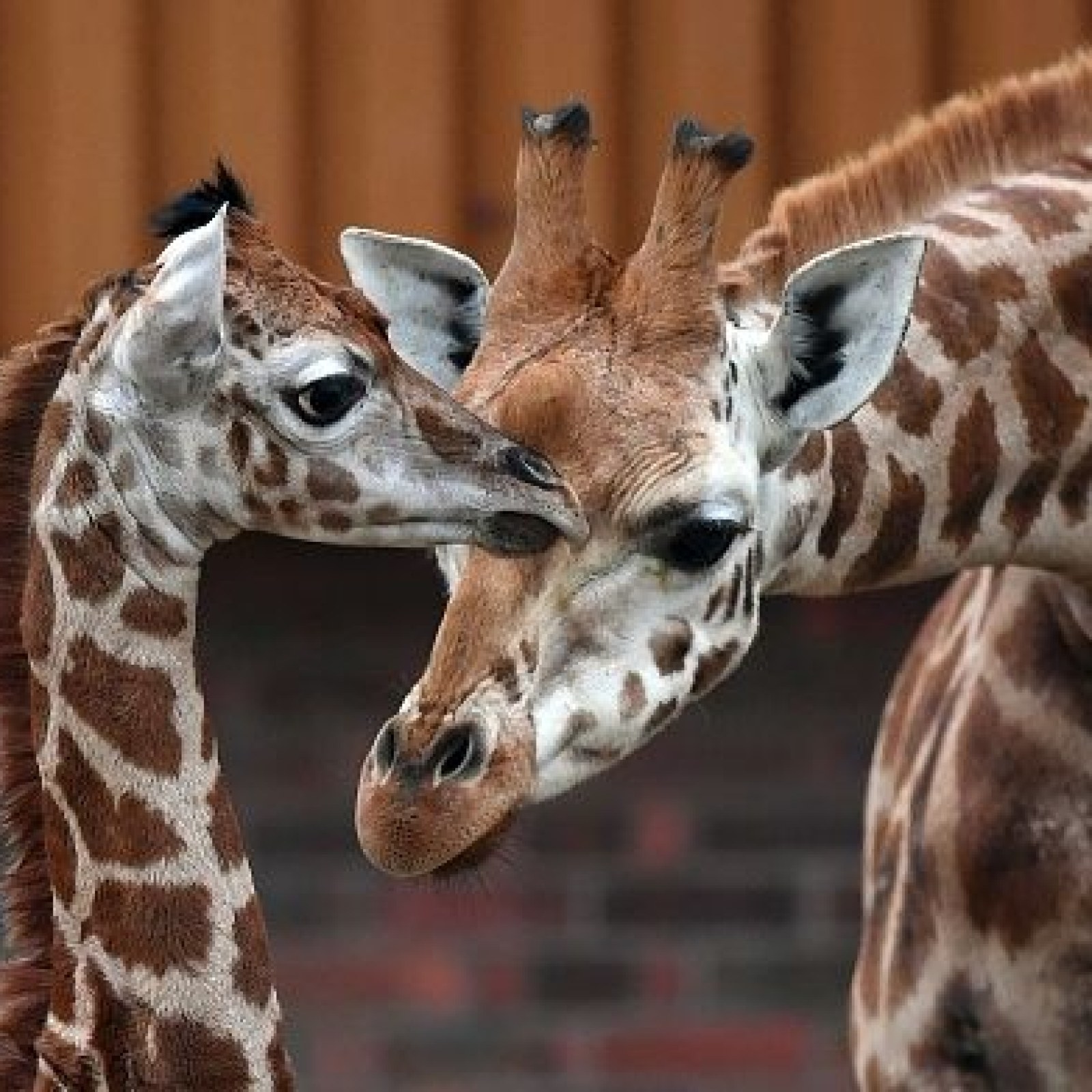 How Long Are Giraffes Pregnant For? April Giving Birth To Baby On Live Cam  Update