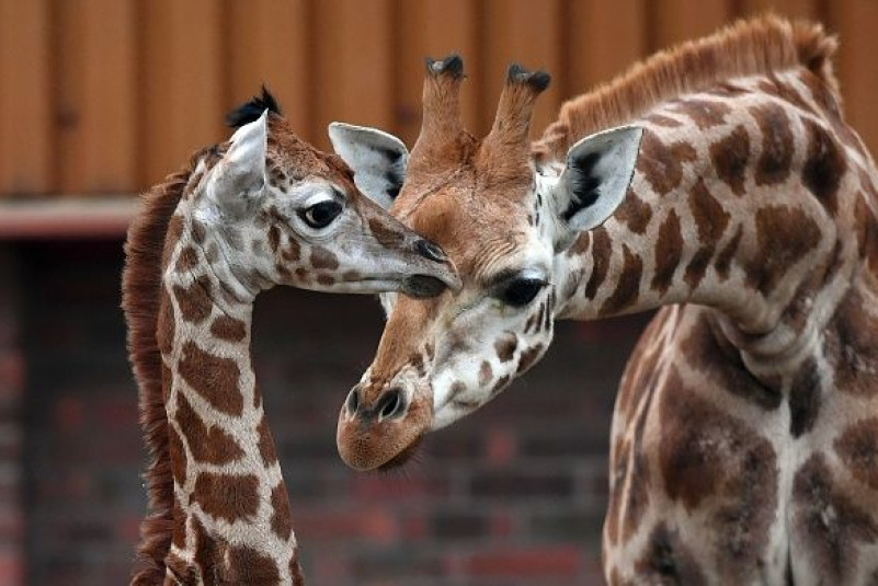 Giraffe