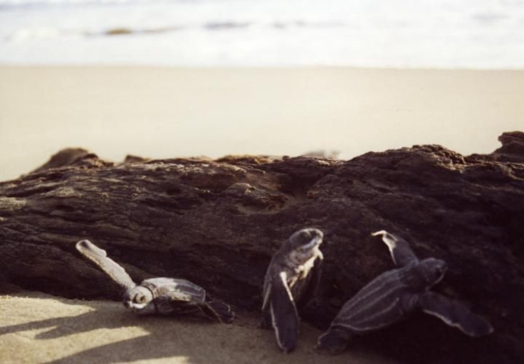 TurtleHatchlings